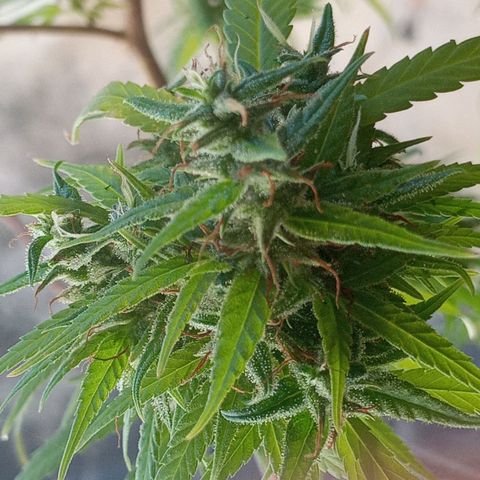 Genética desconhecida growlog photo: Vamos conhecer!!