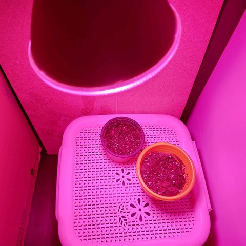 Orange bud one  growlog photo: Se pasan a su 1 matera y se ponen bajo luz y ventilacion