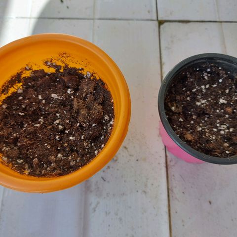 Orange bud one  growlog photo: Se pasan a su 1 matera y se ponen bajo luz y ventilacion