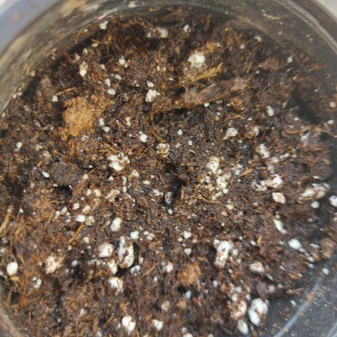 Orange bud one  growlog photo: Se pasan a su 1 matera y se ponen bajo luz y ventilacion