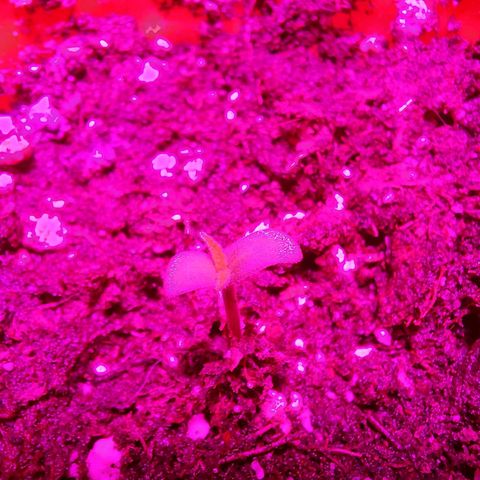 Orange bud one  growlog photo: Se ve hermosa y sana con sus primeras hojas relucientes 