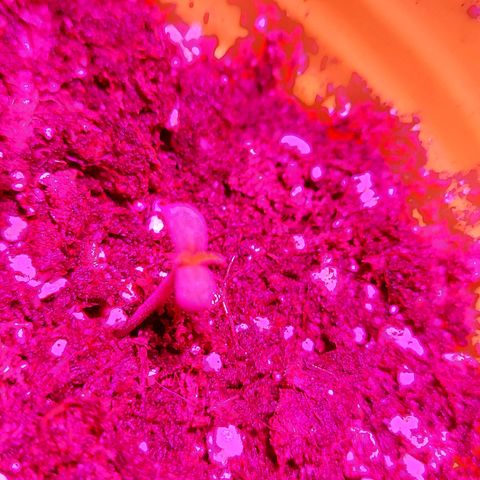 Orange bud one  growlog photo: Se ve hermosa y sana con sus primeras hojas relucientes 