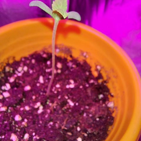 Orange bud one  growlog photo: Grande y hermosa, muy fuerte. 