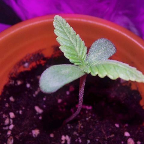 Orange bud one  growlog photo: Grande y hermosa, muy fuerte. 