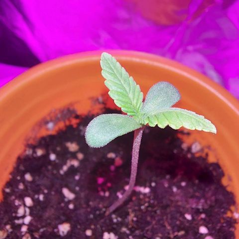 Orange bud one  growlog photo: Grande y hermosa, muy fuerte. 