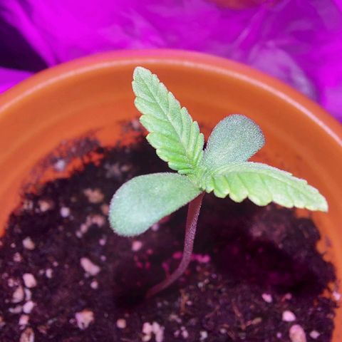 Orange bud one  growlog photo: Grande y hermosa, muy fuerte. 