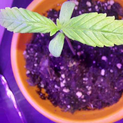 Orange bud one  growlog timeline photo