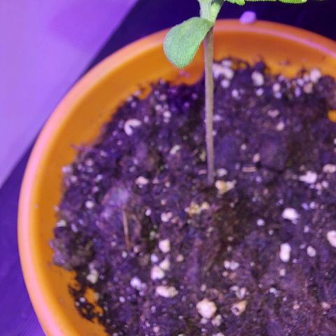 Orange bud one  growlog timeline photo
