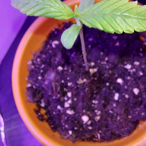 Orange bud one  growlog timeline photo