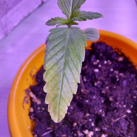 Orange bud one  growlog photo: La punta de las hojas presenta una decoloracion de blanco en las puntas volviendose amarillo hacia el centro de la hoja. Posibles causas: exceso de frio, exceso o falta de humedad. 