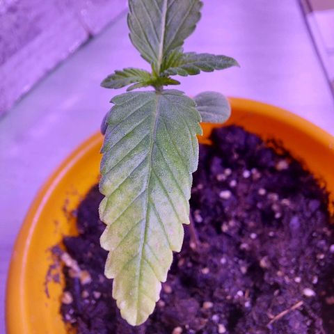 Orange bud one  growlog photo: La punta de las hojas presenta una decoloracion de blanco en las puntas volviendose amarillo hacia el centro de la hoja. Posibles causas: exceso de frio, exceso o falta de humedad. 