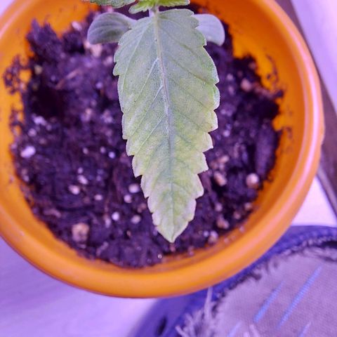 Orange bud one  growlog photo: La punta de las hojas presenta una decoloracion de blanco en las puntas volviendose amarillo hacia el centro de la hoja. Posibles causas: exceso de frio, exceso o falta de humedad. 