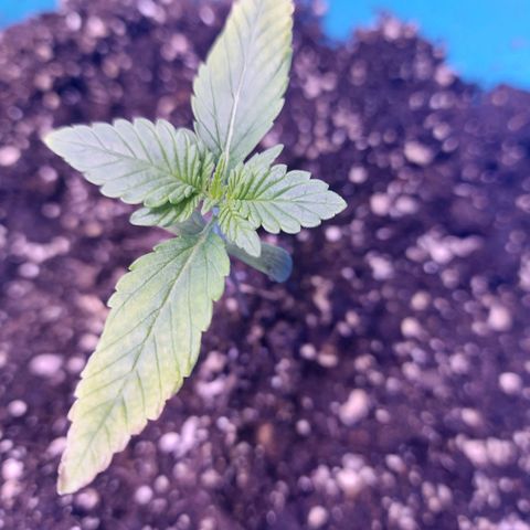 Orange bud one  growlog timeline photo