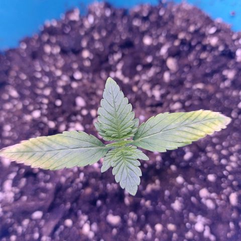 Orange bud one  growlog timeline photo