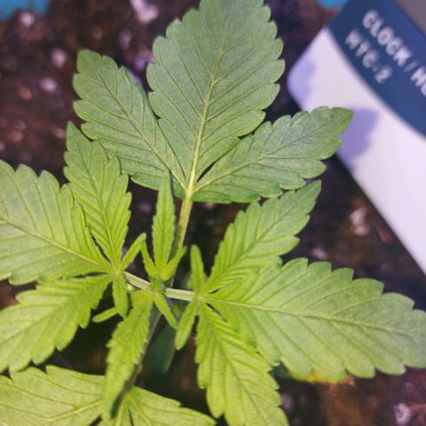Orange bud one  growlog photo: Recuperacion de mis bebes 