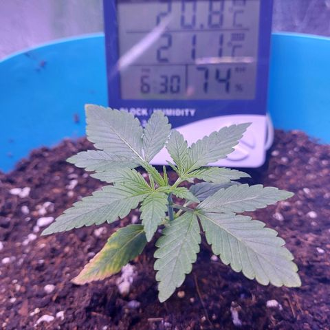 Orange bud one  growlog photo: Recuperacion de mis bebes 