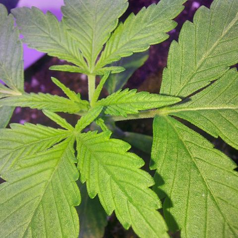 Orange bud one  growlog photo: Recuperacion de mis bebes 