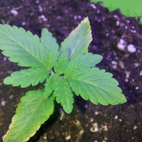 Orange bud one  growlog photo: Recuperacion de mis bebes 