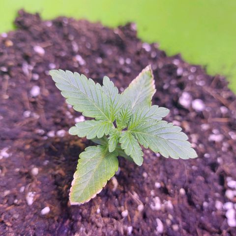 Orange bud one  growlog photo: Recuperacion de mis bebes 