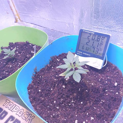 Orange bud one  growlog photo: Recuperacion de mis bebes 
