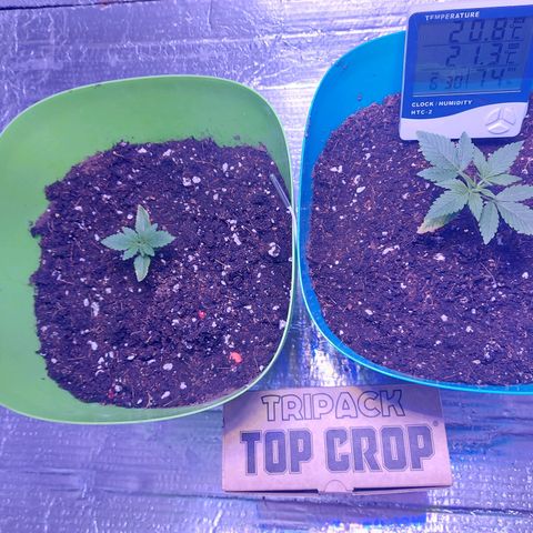Orange bud one  growlog photo: Recuperacion de mis bebes 