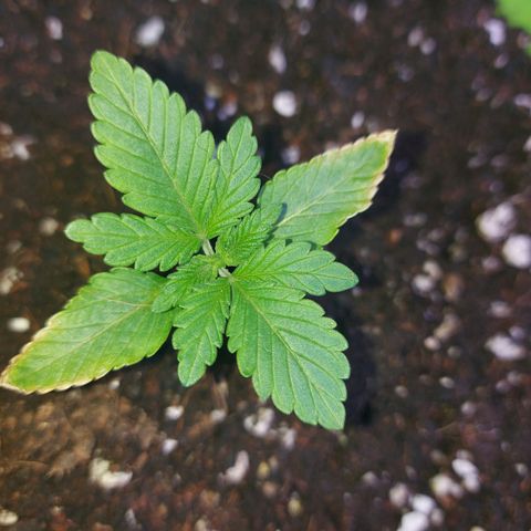 Orange bud one  growlog photo: Recuperacion de mis bebes 