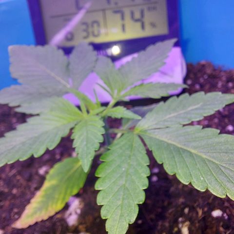 Orange bud one  growlog photo: Recuperacion de mis bebes 