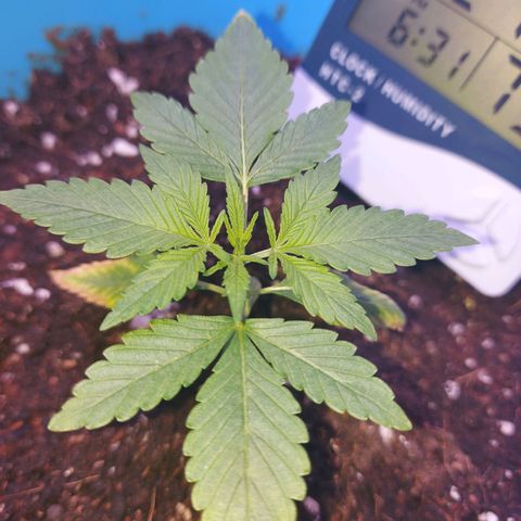 Orange bud one  growlog photo: Recuperacion de mis bebes 