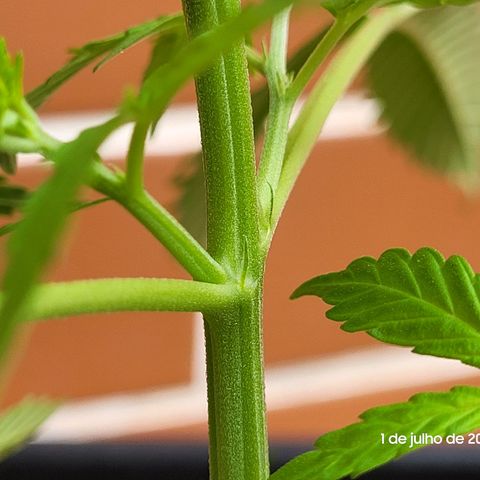 Prenseed #00 growlog timeline photo