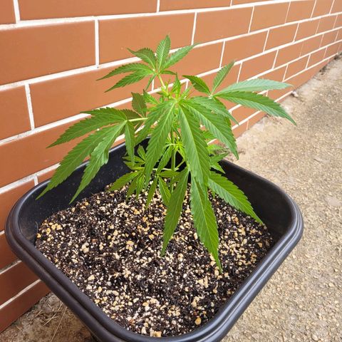 Prenseed #00 growlog timeline photo