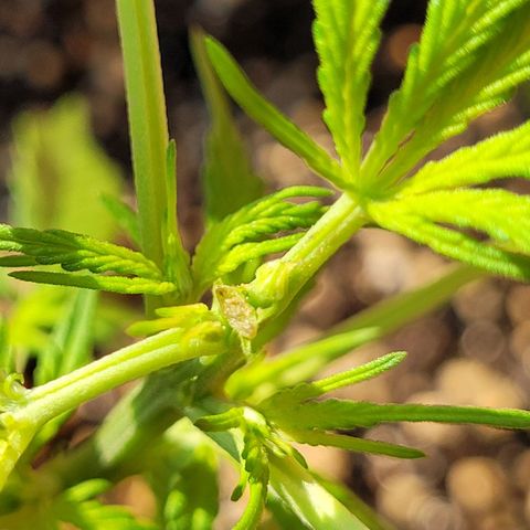 Prenseed #00 growlog timeline photo