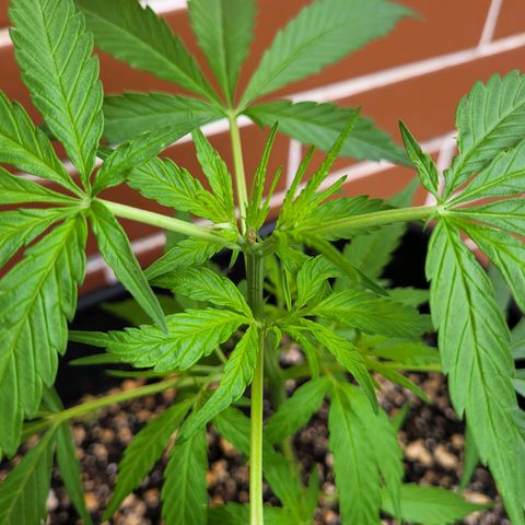 Prenseed #00 growlog timeline photo
