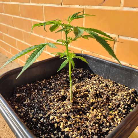 Prenseed #00 growlog timeline photo