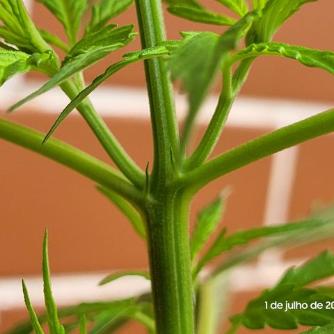 Prenseed #00 growlog timeline photo