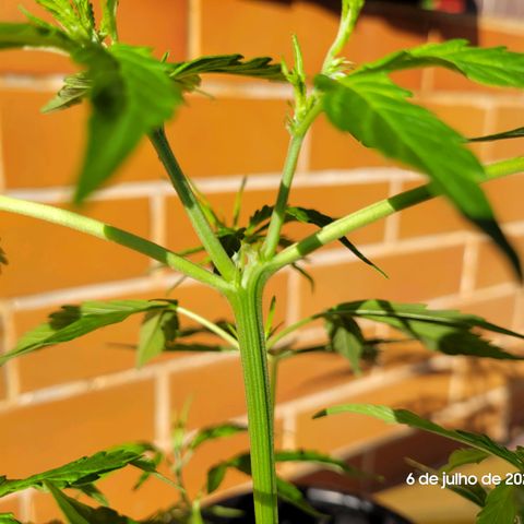 Prenseed #00 growlog timeline photo