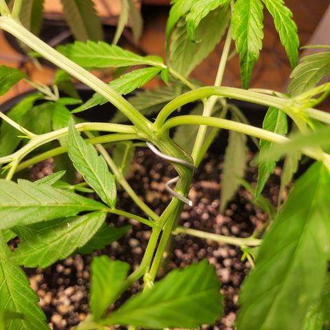 Prenseed #00 growlog timeline photo