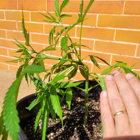 Prenseed #00 growlog timeline photo