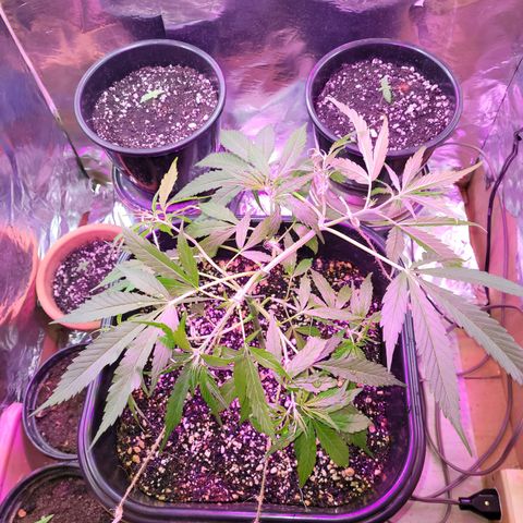 Prenseed #00 growlog photo: Super cropping parte 2