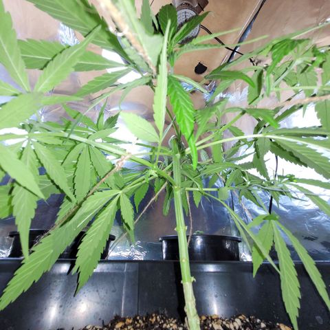 Prenseed #00 growlog photo: Super cropping parte 2