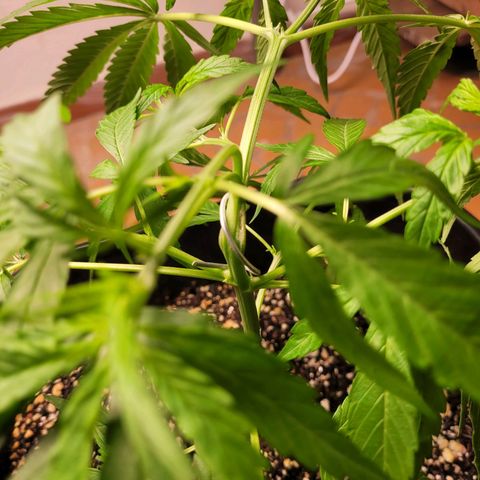 Prenseed #00 growlog timeline photo