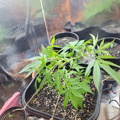 Prenseed #00 growlog photo: Super cropping parte 2