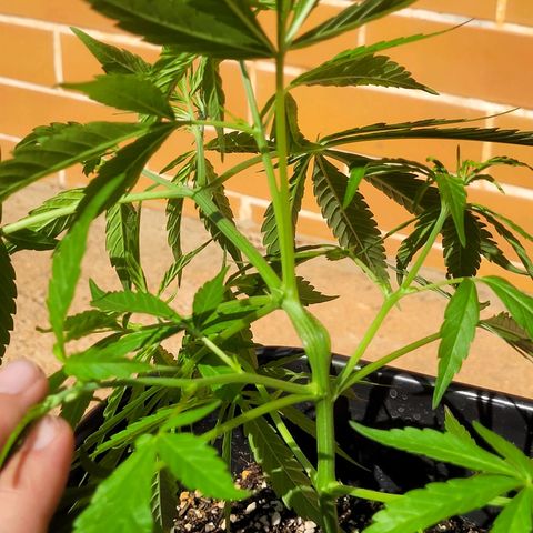 Prenseed #00 growlog timeline photo