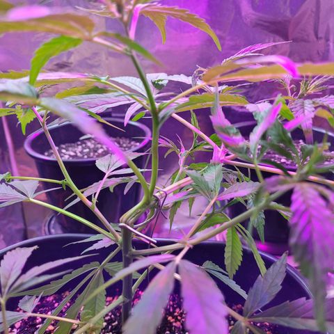 Prenseed #00 growlog photo: Super cropping parte 2