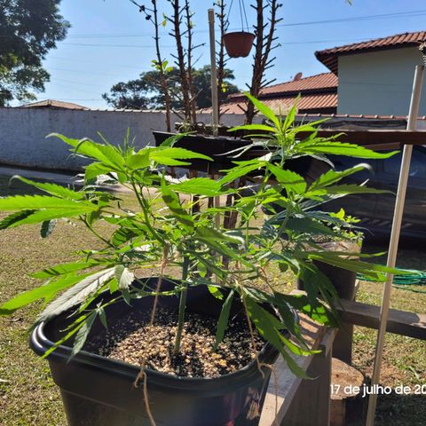 Prenseed #00 growlog timeline photo