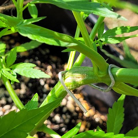 Prenseed #00 growlog timeline photo