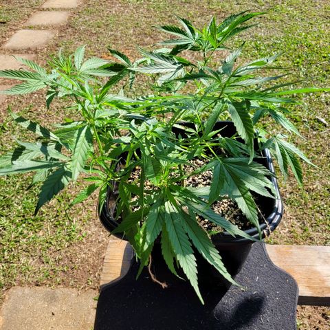 Prenseed #00 growlog timeline photo