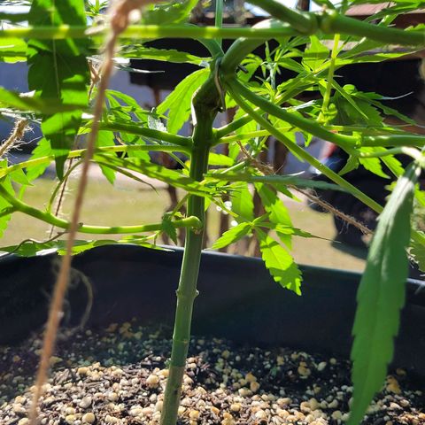 Prenseed #00 growlog timeline photo
