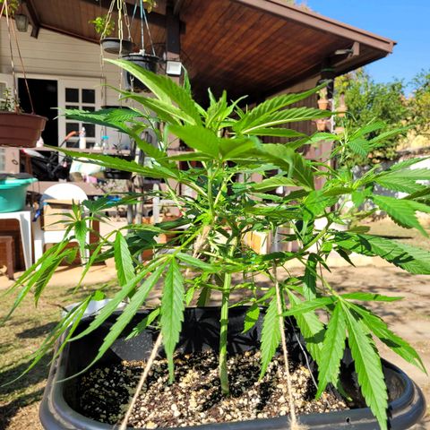 Prenseed #00 growlog timeline photo