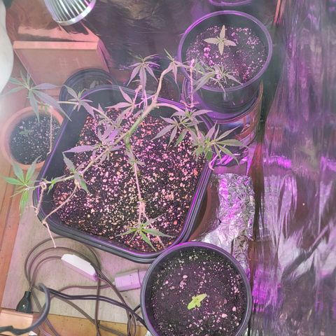 Prenseed #00 growlog photo: 1o dia dps da desfoliacao