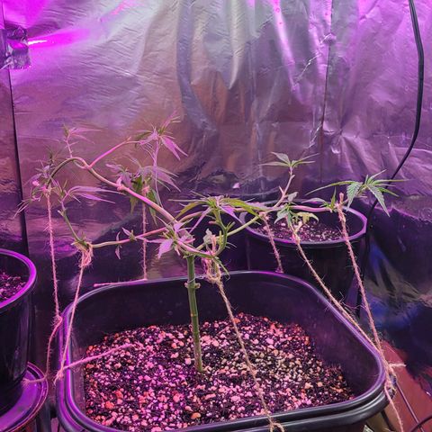 Prenseed #00 growlog photo: 1o dia dps da desfoliacao